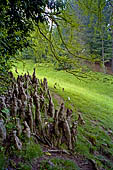 Biella - Parco della Burcina - Il cipresso delle paludi (Taxodium distichum) con i caratteristici pneumatofori affioranti dal suolo.